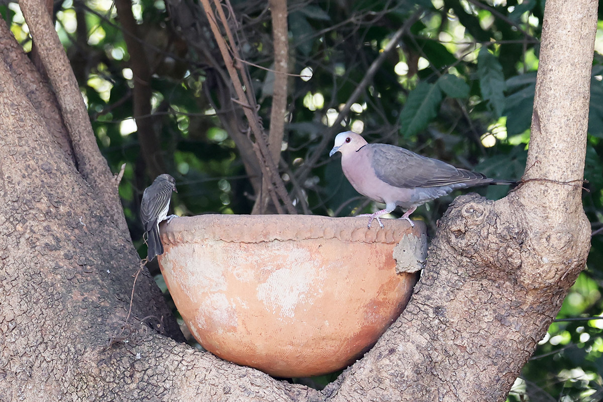 Red-eyed Dove